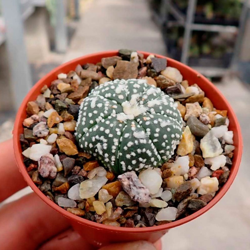 Astrophytum asterias