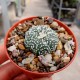 Astrophytum asterias