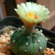 Astrophytum asterias
