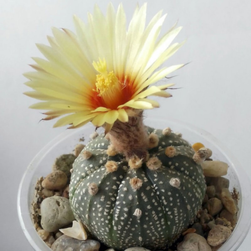 Astrophytum asterias