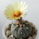Astrophytum asterias