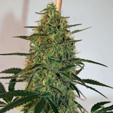 Auto Malana Bomb feminised Ganja Seeds