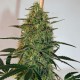 Auto Malana Bomb feminised Ganja Seeds - 2 насінини
