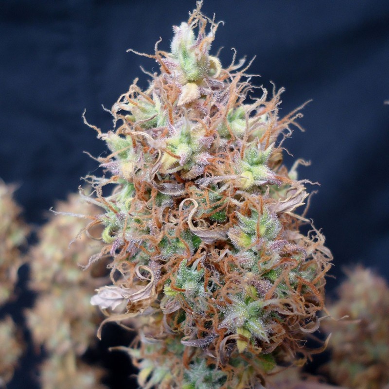 Auto Malana Bomb feminised Ganja Seeds - 2 насінини