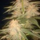 Green Poison feminised Ganja Seeds