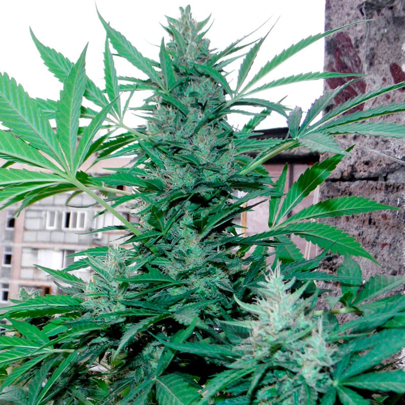 Green Poison feminised Ganja Seeds