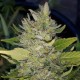 Green Poison feminised Ganja Seeds