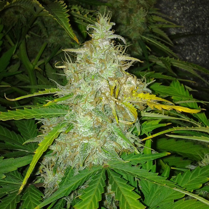 Auto White Dwarf feminised Ganja Seeds - 4 насінини