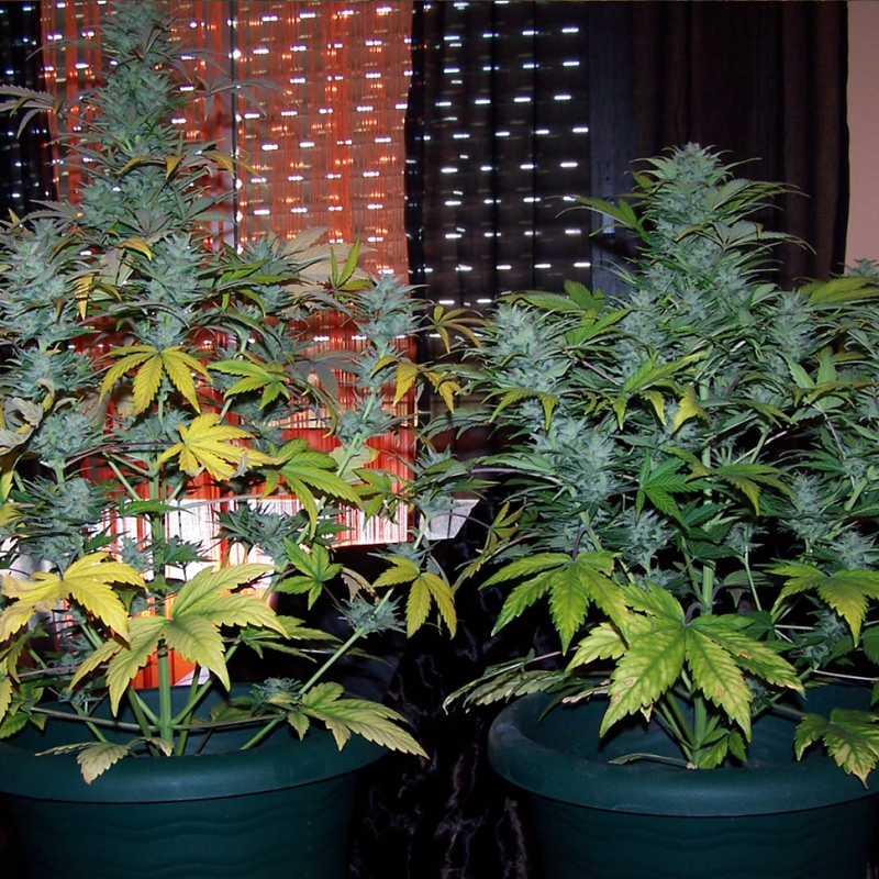 Auto White Dwarf feminised Ganja Seeds - 4 насінини