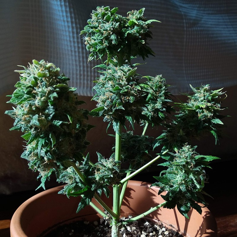 Auto White Dwarf feminised Ganja Seeds - 4 насінини