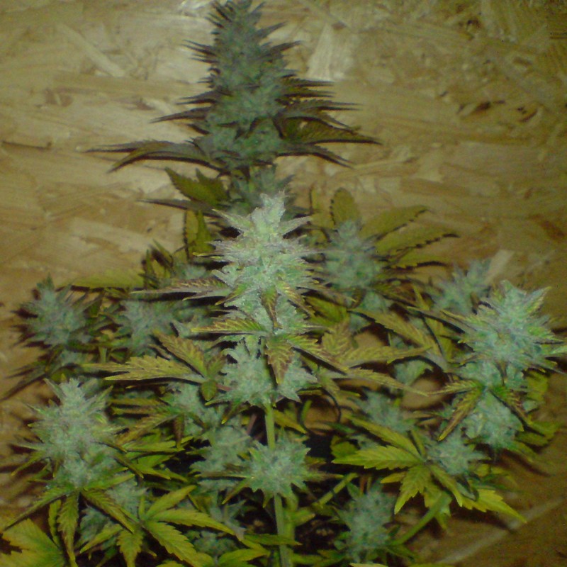 Auto White Dwarf feminised Ganja Seeds - 4 насінини