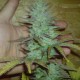 Auto White Dwarf feminised Ganja Seeds - 4 насінини
