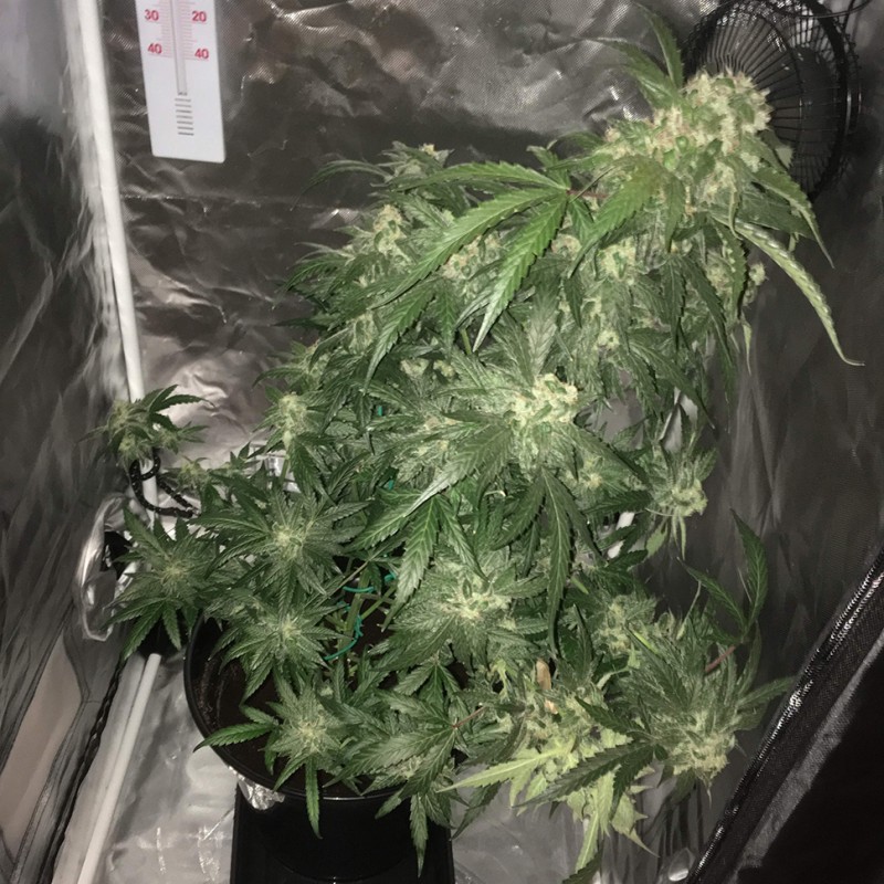 Auto White Dwarf feminised Ganja Seeds - 4 насінини