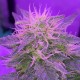 Auto White Dwarf feminised Ganja Seeds - 4 насінини