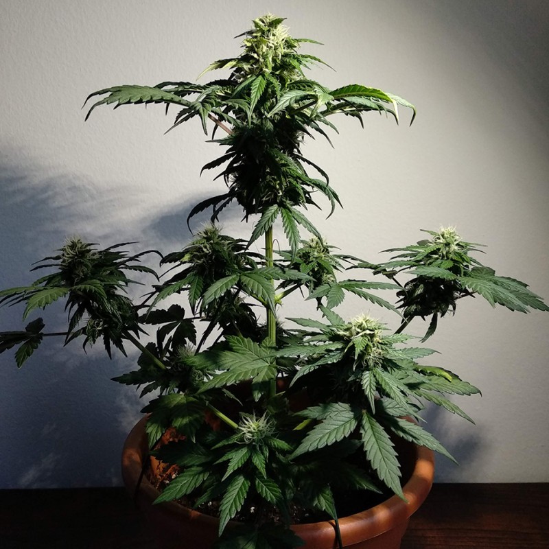 Auto White Dwarf feminised Ganja Seeds - 4 насінини