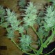 Auto White Dwarf feminised Ganja Seeds - 4 насінини