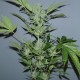 Auto White Widow x AK feminised Ganja Seeds