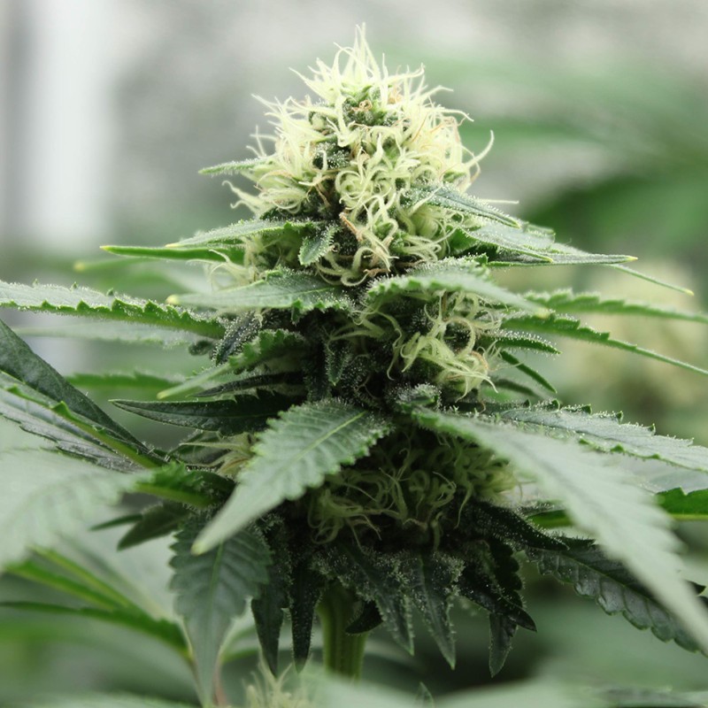 Amazon Brazil feminised Ganja Seeds