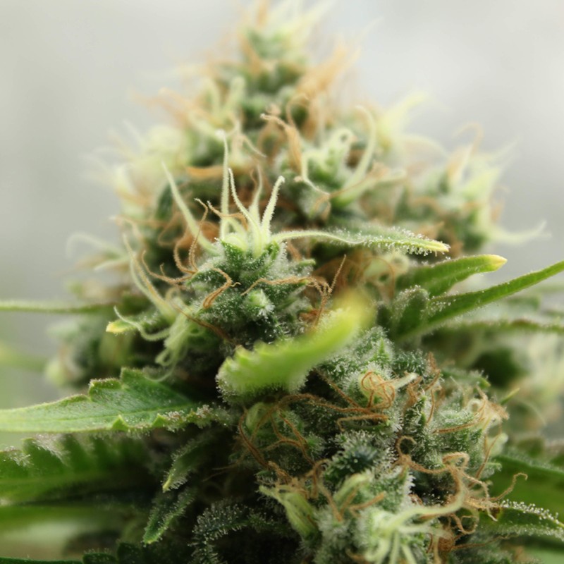 Amazon Brazil feminised Ganja Seeds