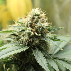 Amazon Brazil feminised Ganja Seeds