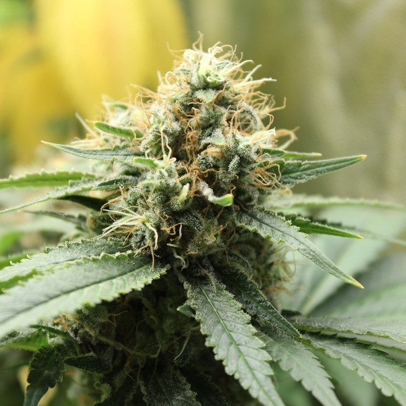 Amazon Brazil feminised Ganja Seeds