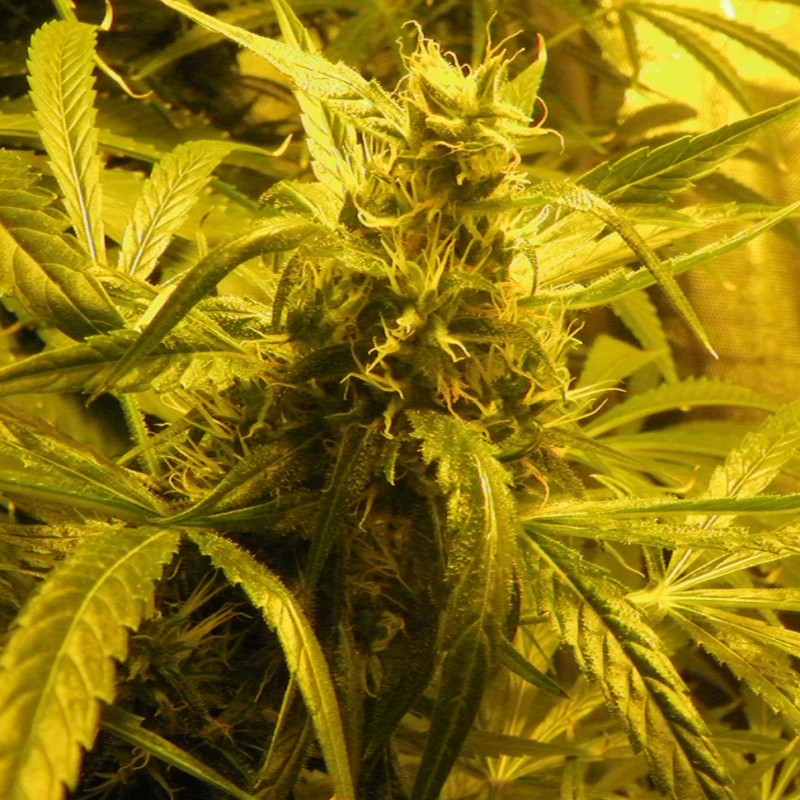 Amazon Brazil feminised Ganja Seeds