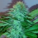 Amazon Brazil feminised Ganja Seeds