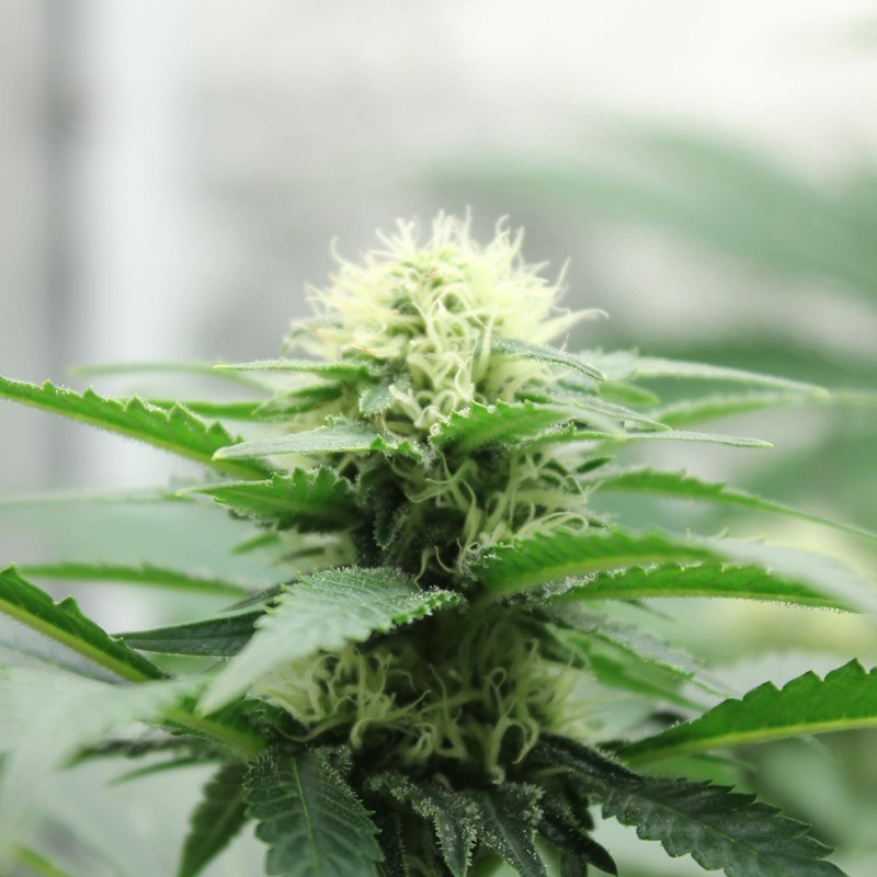 Amazon Brazil feminised Ganja Seeds