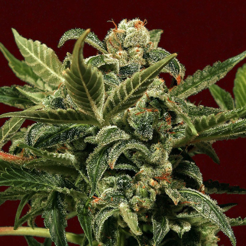 Jet 47 feminised Ganja Seeds - 477 насінин