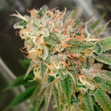 Cookies Kush feminised Ganja Seeds