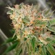 Cookies Kush feminised Ganja Seeds - 2 насінини