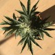 Auto Afghan Kush feminised GanjaLiveSeeds