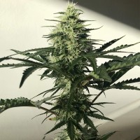 Auto Afghan Kush feminised GanjaLiveSeeds
