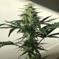Auto Afghan Kush feminised GanjaLiveSeeds