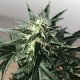 Auto Afghan Kush feminised GanjaLiveSeeds