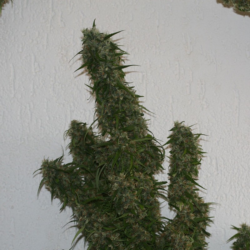 Auto Malana Bomb feminised GanjaLiveSeeds