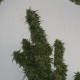 Auto Malana Bomb feminised GanjaLiveSeeds