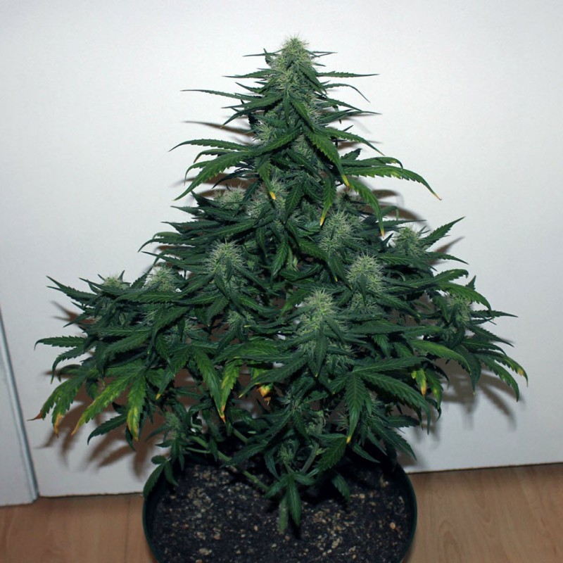 Auto Malana Bomb feminised GanjaLiveSeeds