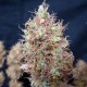 Auto Malana Bomb feminised GanjaLiveSeeds
