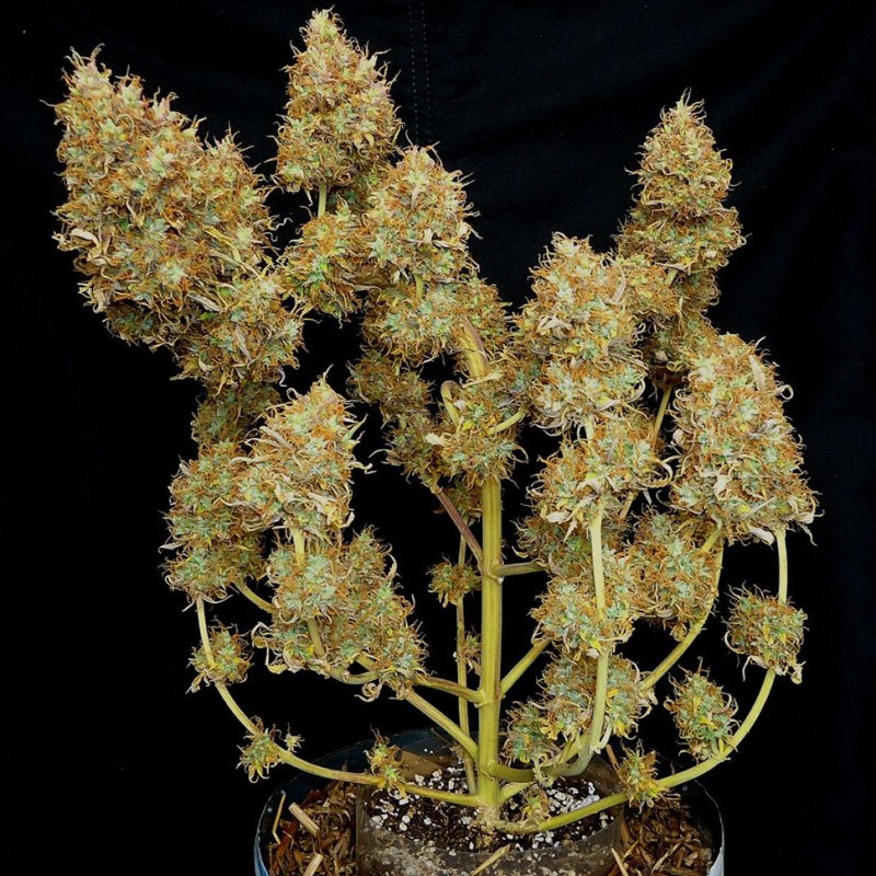 Auto Malana Bomb feminised GanjaLiveSeeds