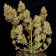 Auto Malana Bomb feminised GanjaLiveSeeds