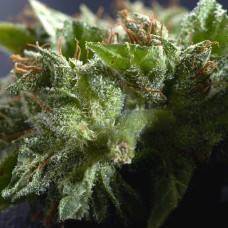 Morhine feminised Ganja Seeds
