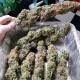 Kalichakra feminised Ganja Seeds - 77 насінин