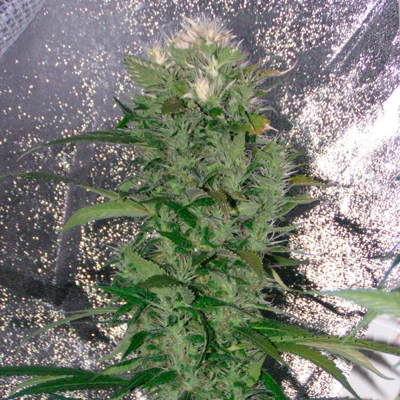 Kalichakra feminised Ganja Seeds - 77 насінин