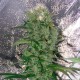 Kalichakra feminised Ganja Seeds - 77 насінин