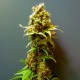 Kalichakra feminised Ganja Seeds - 77 насінин
