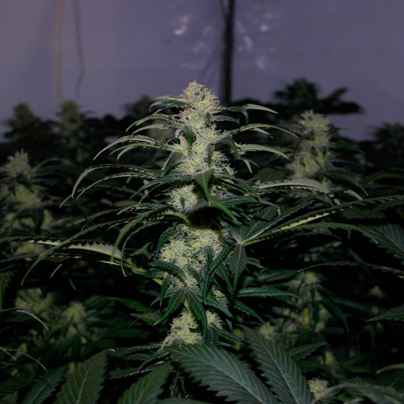 Kalichakra feminised Ganja Seeds - 77 насінин