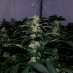Kalichakra feminised Ganja Seeds - 77 насінин