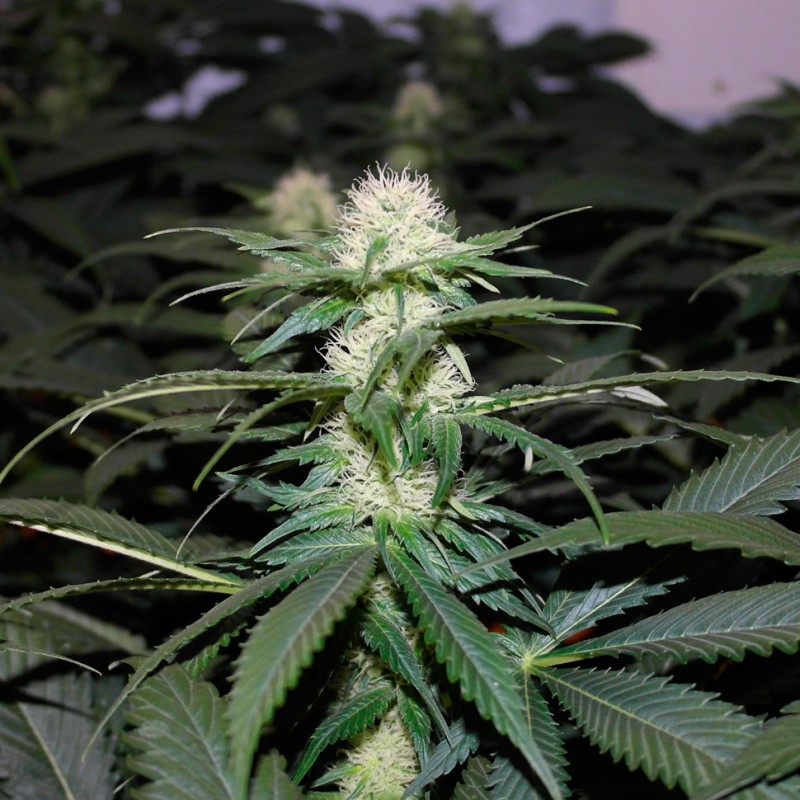 Kalichakra feminised Ganja Seeds - 77 насінин