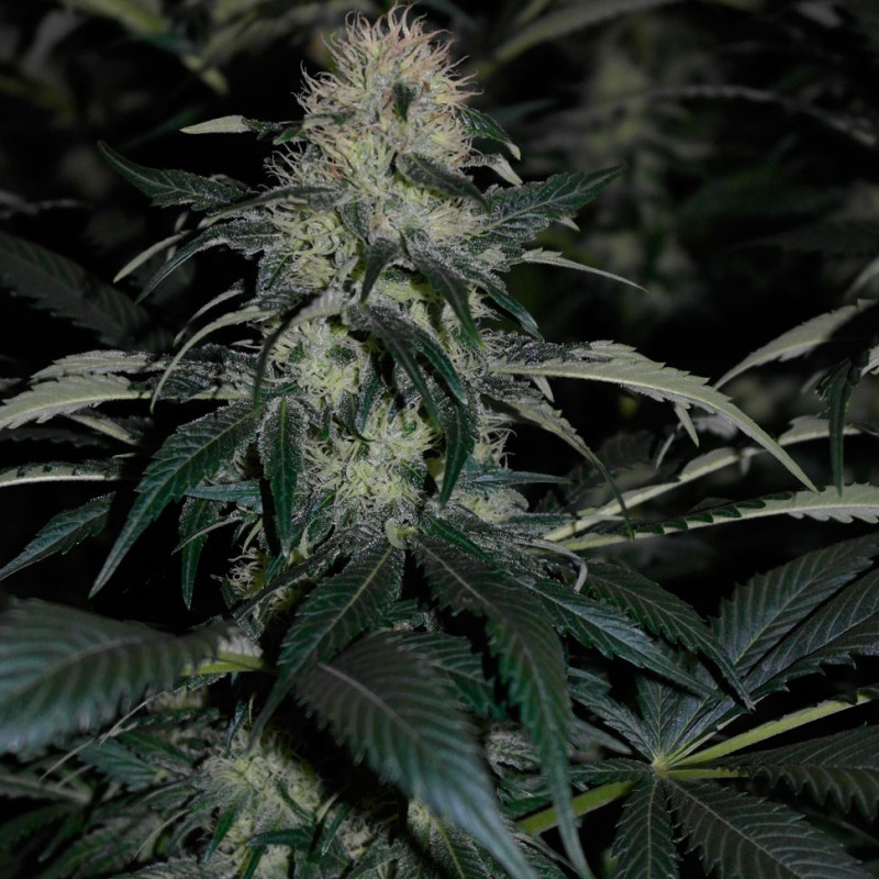 Kalichakra feminised Ganja Seeds - 77 насінин